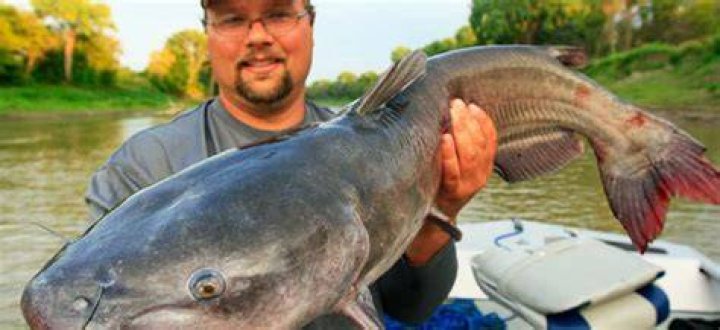 How to Land Colossal Catfish as Summer Wanes