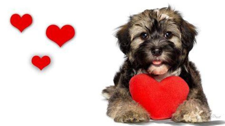 I Love Dogs, Puppy Love, Cute Dogs, Dancing In The Moonlight, Golden