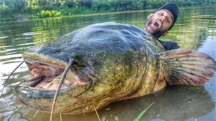 INCREDIBLE HUGE CATFISH 8,5 FEET X 250 LBS LIVE ATTACK by YURI GRISENDI
