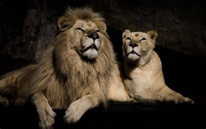Lion and lioness 1920x1200 HD wallpaper Pxfuel