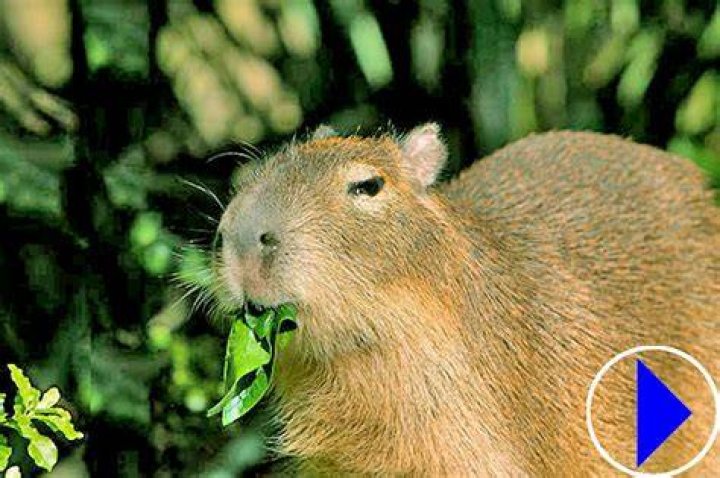 Live Capybara Webcam Taronga Zoo Sydney Australia