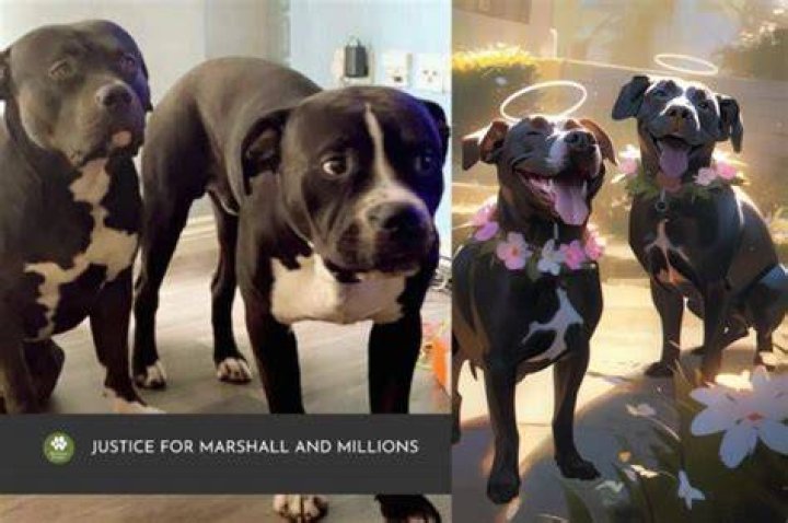 Millions and Marshall, two American Staffordshire Terriers Their