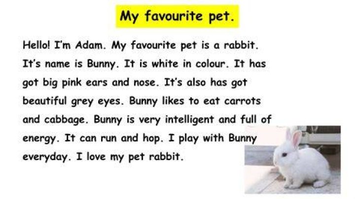 My favourite pet is...