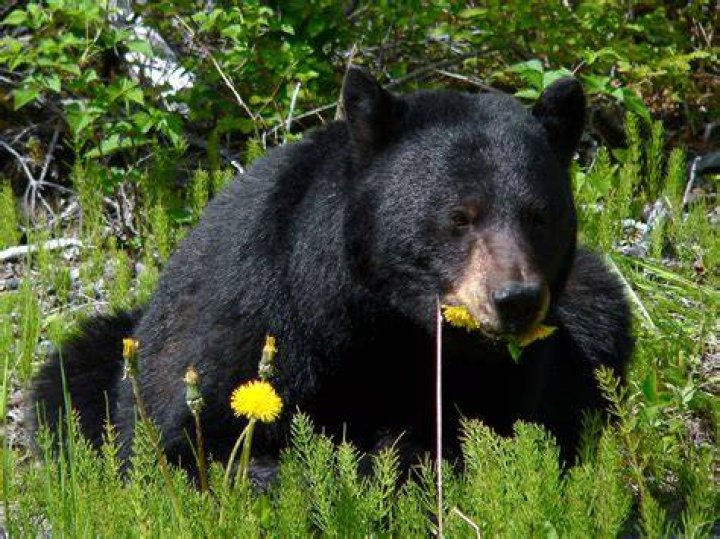 Oregonian Black Bears: A Comprehensive Guide To Their Habitat And Behavior