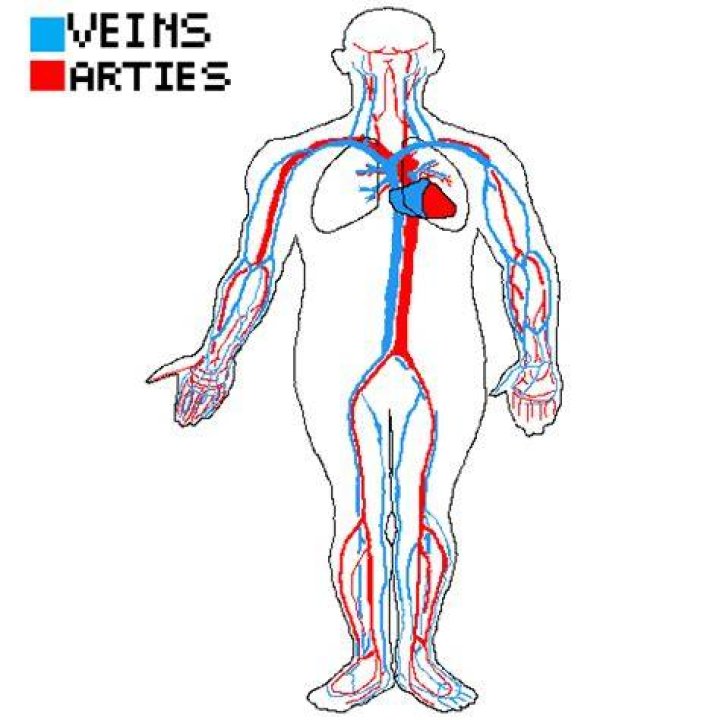 Pixilart The respiratory and circulatory system working together by