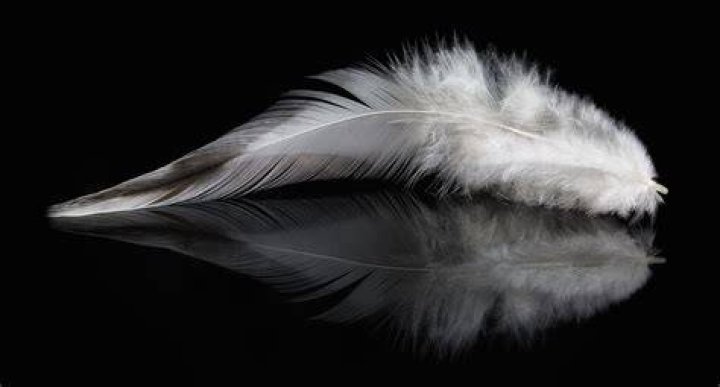 Plume Full HD Fond d'&eacute;cran and Arri&egrave;rePlan 2321x1667 ID102529