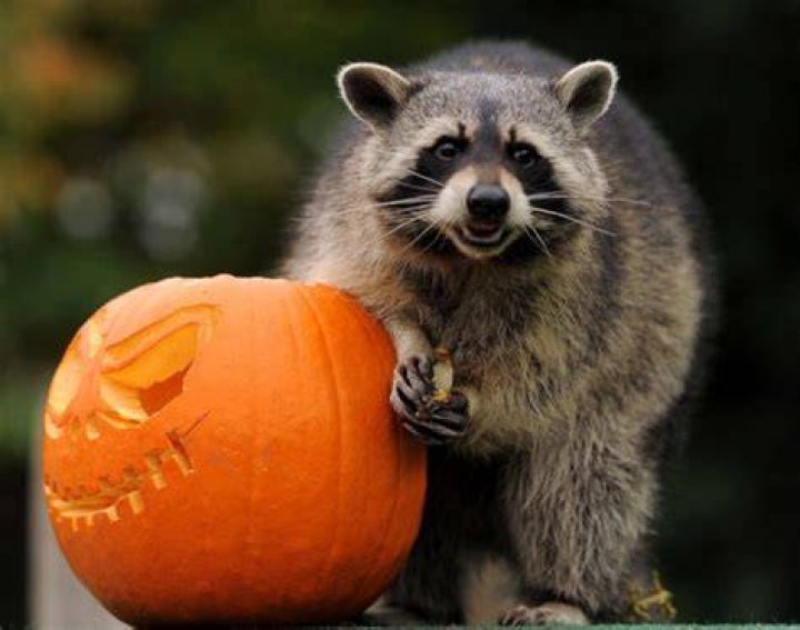 Raccoon with Carved Pumpkin Halloween Photograph Home