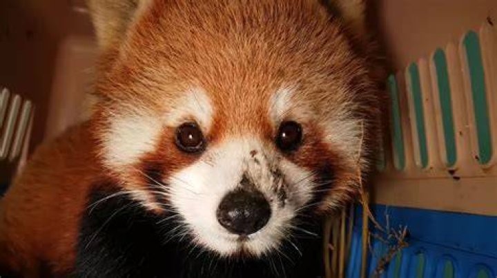 Red Pandas as Pets Everything You Need to Know! Paradise Wildlife Park