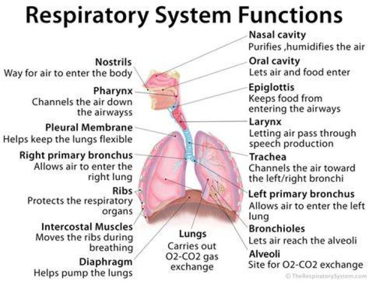 Respiratory System Function 10 Respiratory System Fun Facts