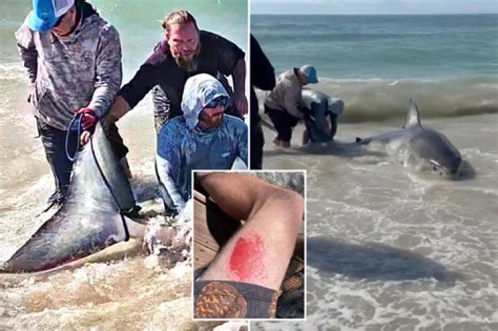 Russian Man Mauled to Death by Tiger Shark off the Coast of Egypt