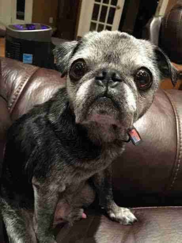 Senior Rescue Pug Gets Spoiled By His New Family Cute pug puppies