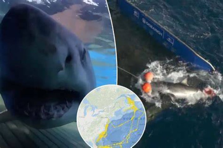 Shark attack Hilton Head South Carolina YouTube