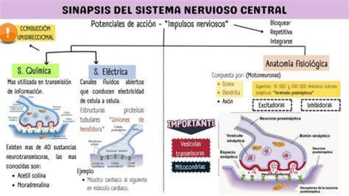 Sinapsis Anatomia Del Sistema Nervioso Y Organos De Los Sentidos My