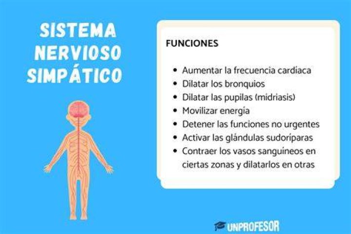 Sistema Nervioso Simp&aacute;tico funciones, definici&oacute;n