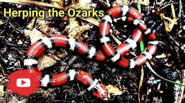 Snake of the Ozarks YouTube