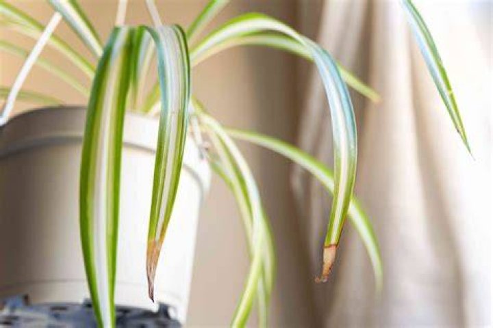 Spider Plant Germination Tips On Growing Spider Plants From Seed