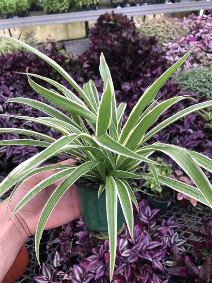 Spider Plant Variegated Airplane Plant Live Plant Fit 1QRT Pot Indoor