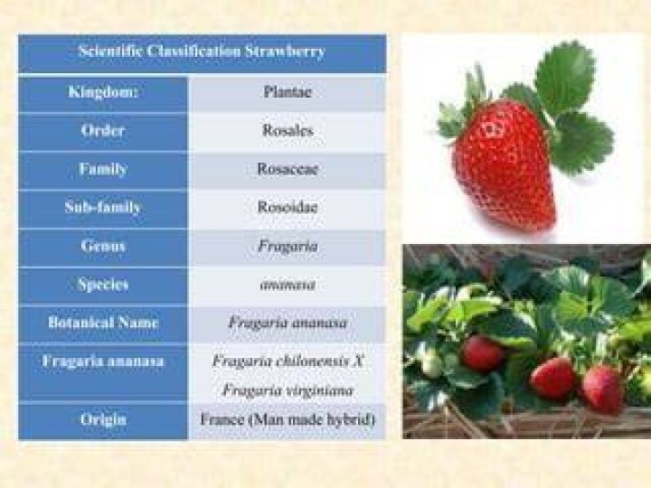 Strawberry Scientific Classification