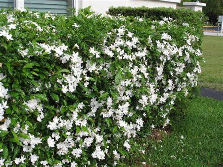 Tabernaemontana divaricata 'Flore Pleno' (Crepe Jasmine) Richard