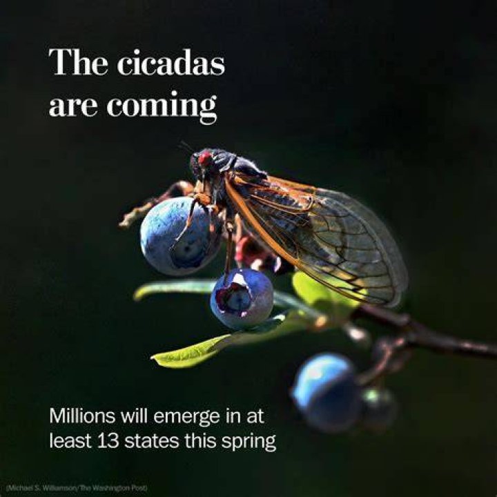 The Impending Cicada Apocalypse: A Swarm Of Billions Approaches