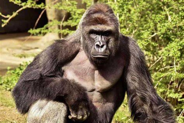 The Tragic Story Of Harambe: What Really Happened