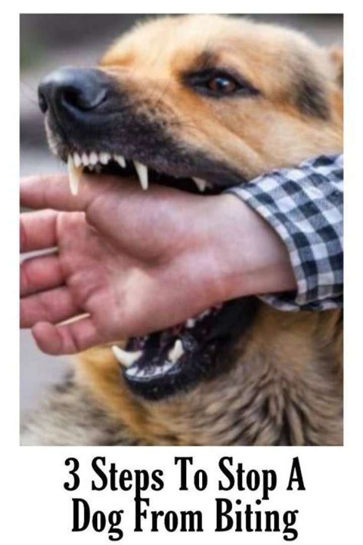 The Ultimate Guide To Biting 2: Techniques And Tips