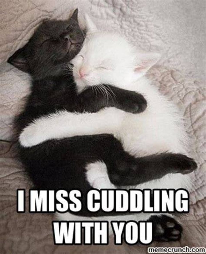The Ultimate Guide To Cuddle Time Memes: Share The Love!