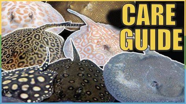 The Ultimate Guide To Pet Stingrays: Care, Feeding, And Safety Tips