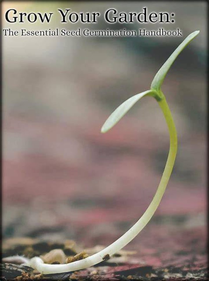 The Ultimate Guide To Successful Pansy Germination: A Comprehensive Handbook