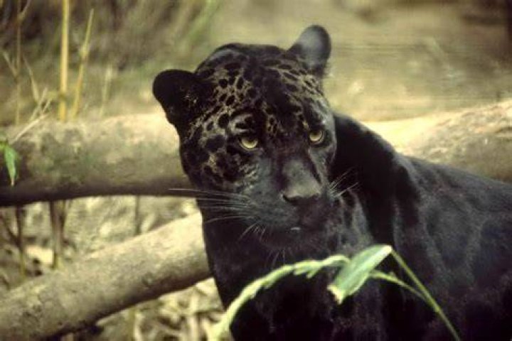 The Ultimate Guide To The Mysterious "Jaguar Guy"