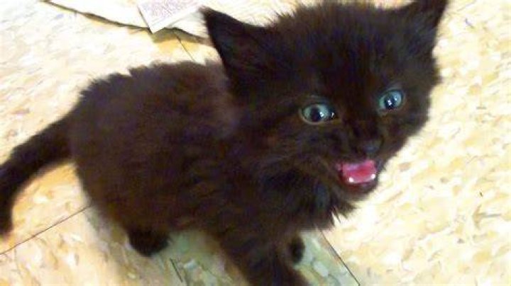 Tiny Kitten BIG Meow! YouTube