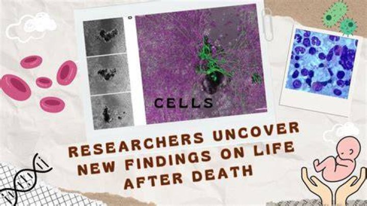 Uncover The Aftermath: Exploring The Remnants Of Life And Death