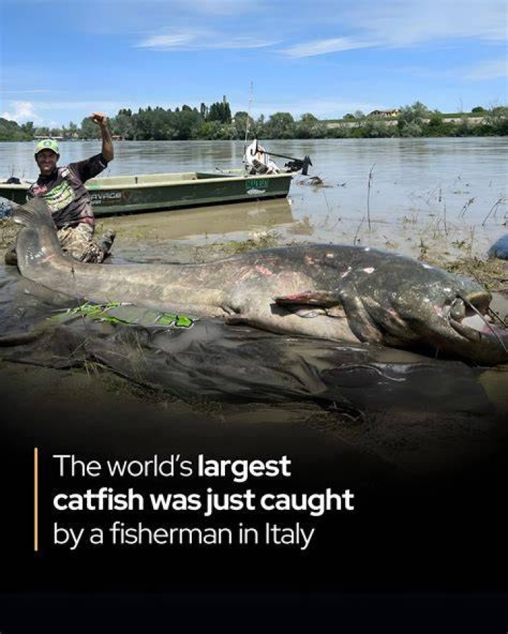 Uncover The Colossal Catfish: Unlocking The Secrets Of Giant Freshwater Predators
