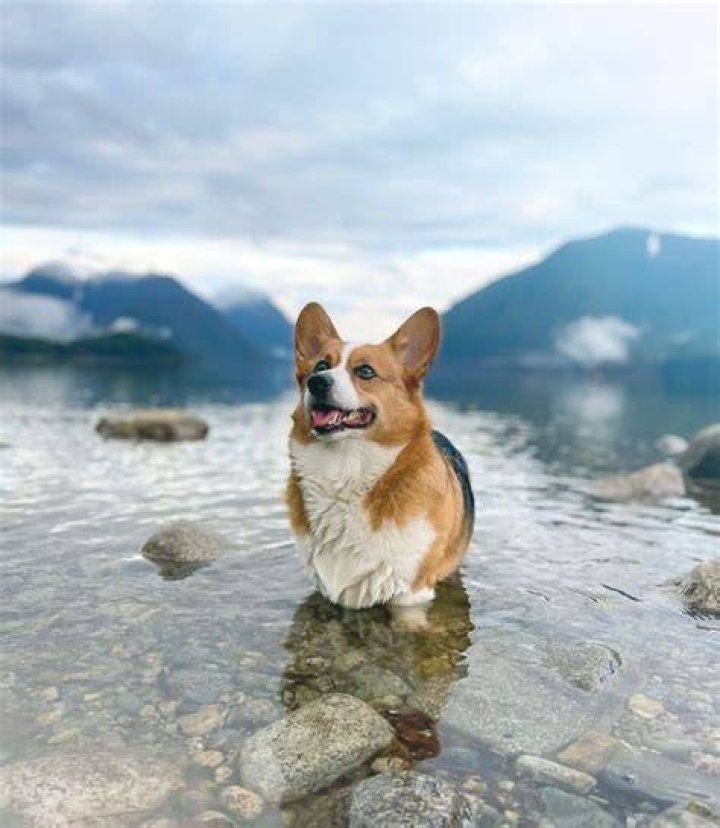 Undeniably Adorable Corgidoodles: The Perfect Companion