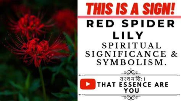 Unveiling The Symbolism And Meaning Behind Spider Lilies