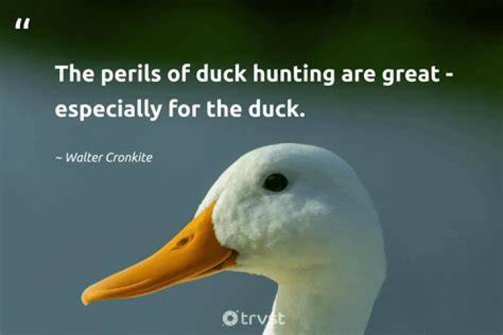 Unveiling The Wisdom: Duck Hunting Sayings For A Successful Hunt