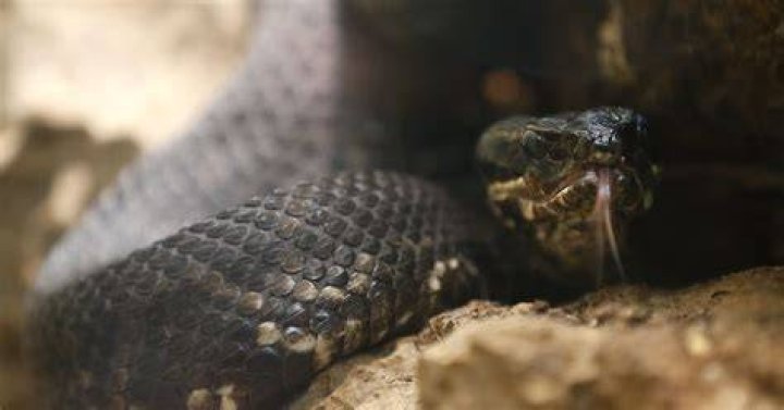 Venomous snakes of the Ozarks