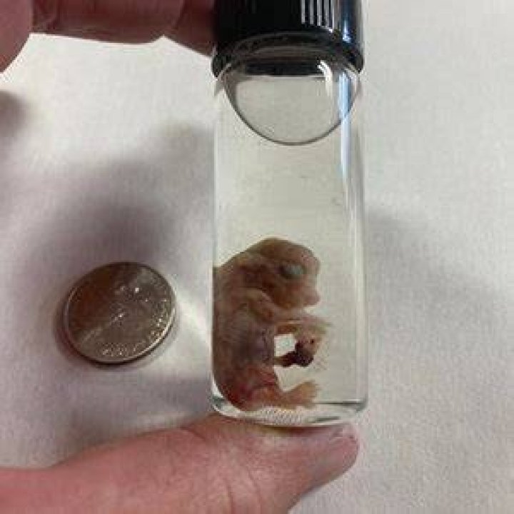 Wet Preserved Domestic Rabbit Fetus Jarred Fetal by Furries