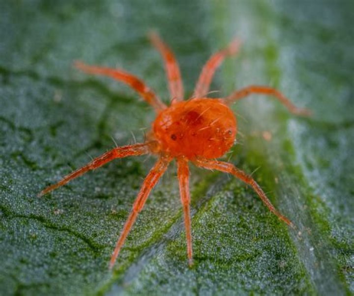 What Does The Red Spider Lily Mean In Demon Slayer Design Talk