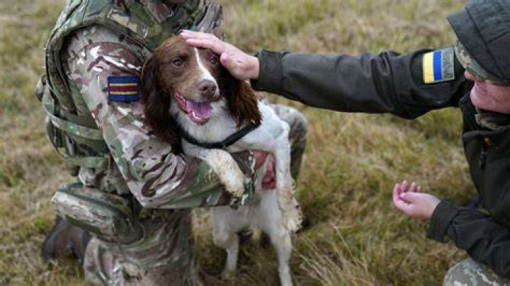 What Happened to British Dogs Marshall and Millions?