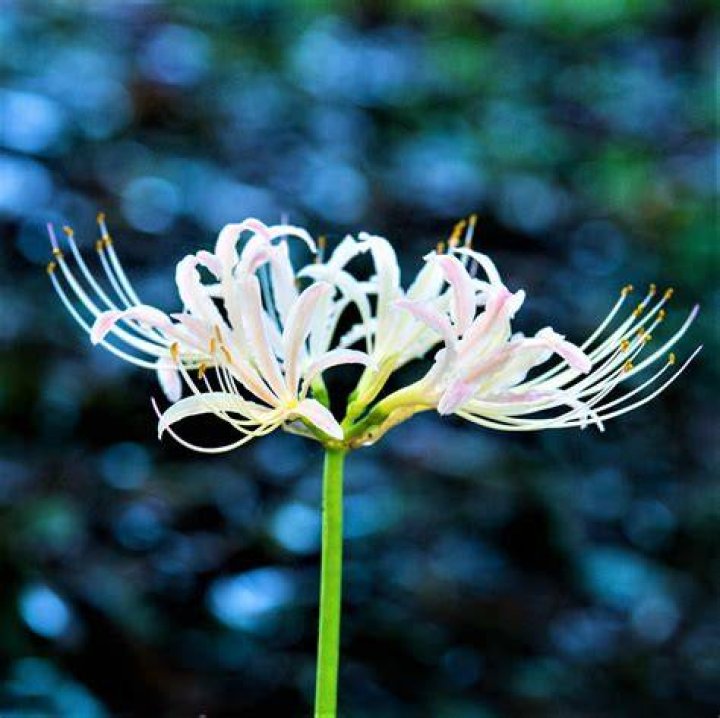 White Spider Lily Flower Meaning Best Flower Site