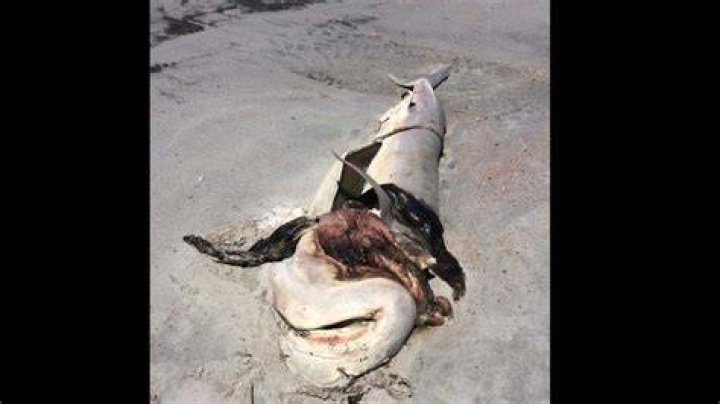 Who killed Hilton Head tiger shark and ripped its stomach out? Hilton