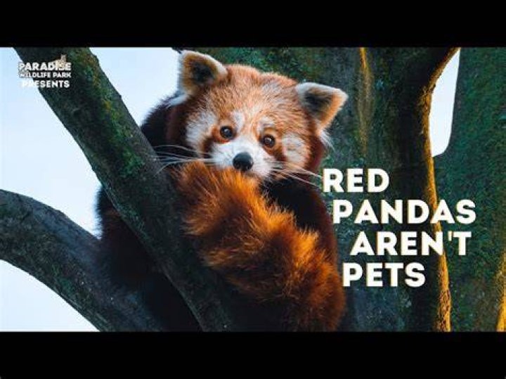 Why a Red Panda wouldn't make a good pet! YouTube