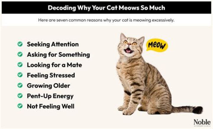 Why Is My Kitten Meowing? Reasons Why And Solutions