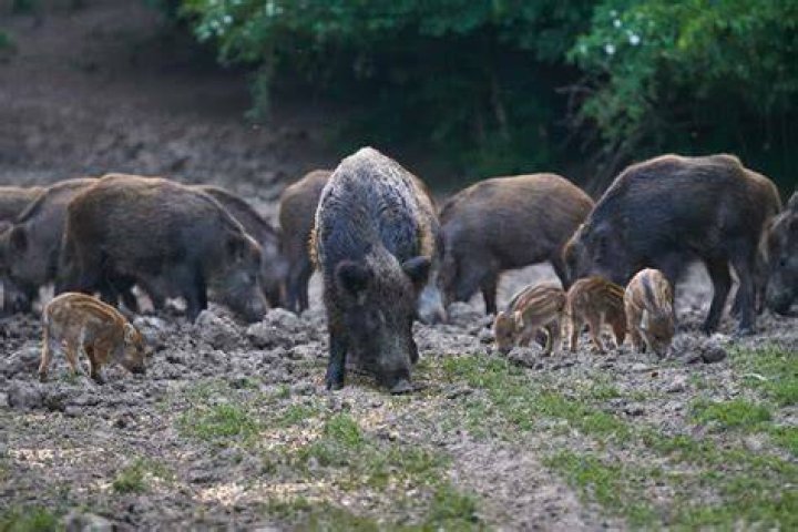 WILD HOGS