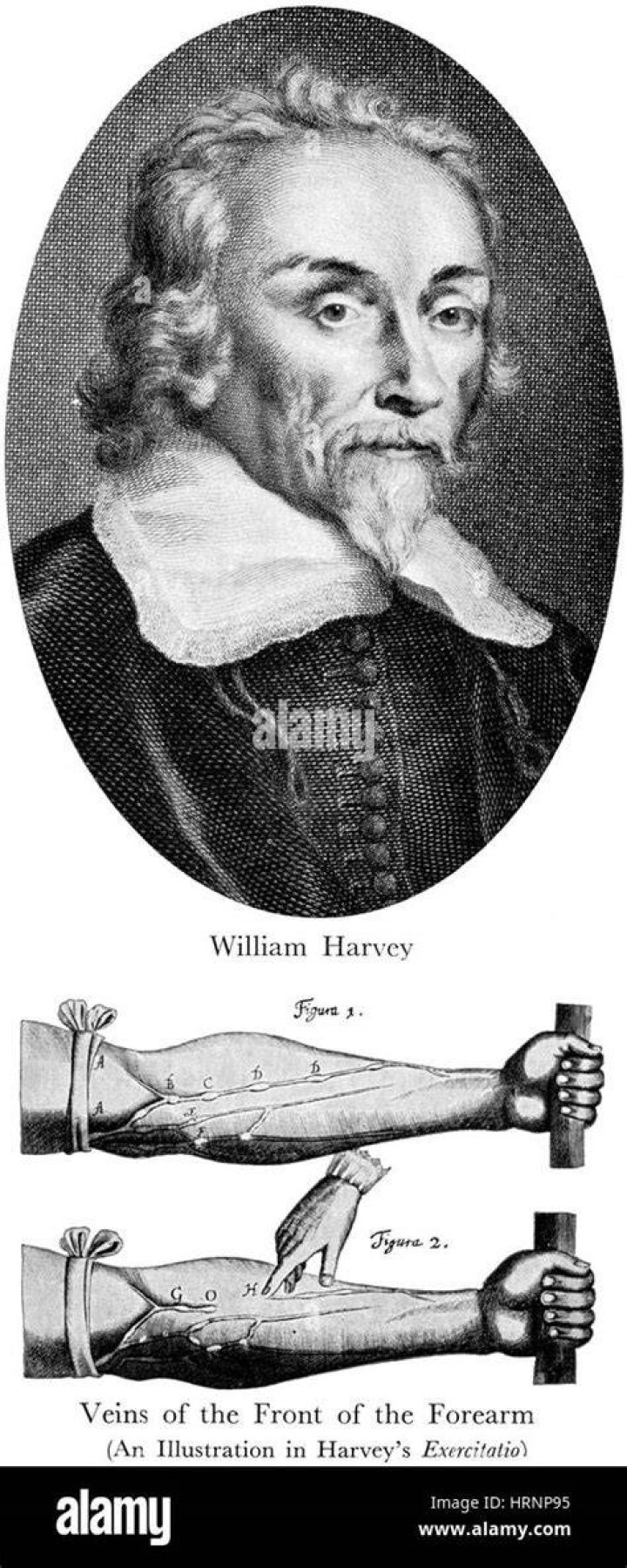 William Harvey (English Physician) Wiki & Bio with Photos Videos