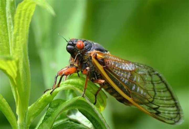 Woods Walks and Wildlife Cicada Season